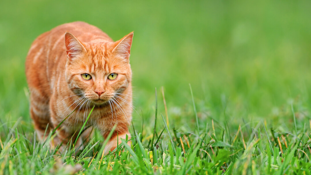 Best toys for cats that like to hunt online